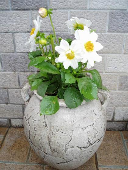 ��ʳ���������û�������(δ�����)