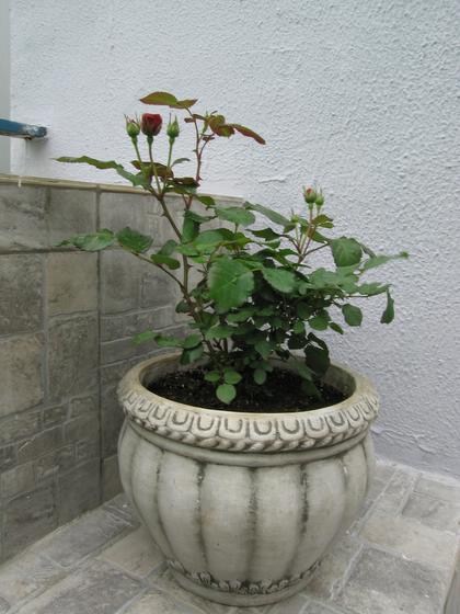 ��ʳ���������û�������(δ�����)