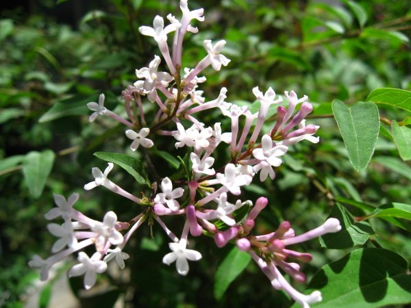 �ຣ��֮��