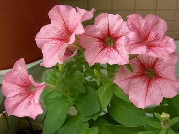 ţ����~~��ţ��(�������ͼ)