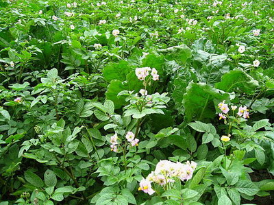 �ຣ��֮��