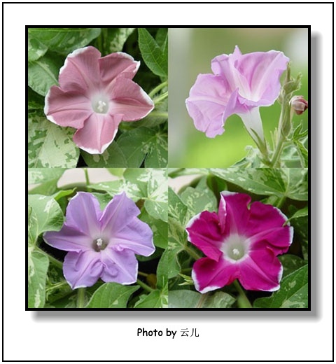 ţ���ܡ���ǣţ�ࣨ�������ͼ��