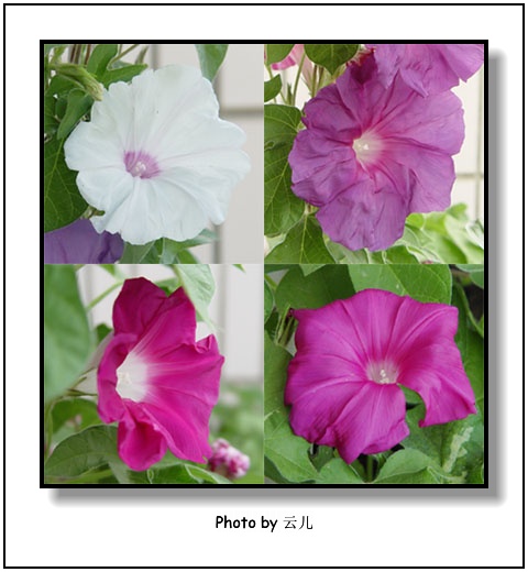 ţ���ܡ���ǣţ�ࣨ�������ͼ��