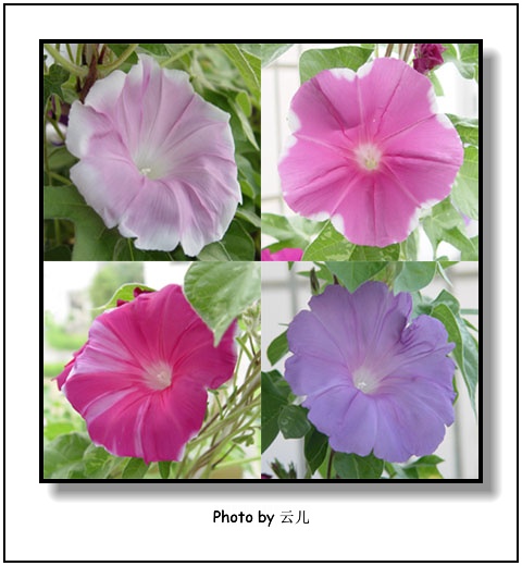 ţ���ܡ���ǣţ�ࣨ�������ͼ��