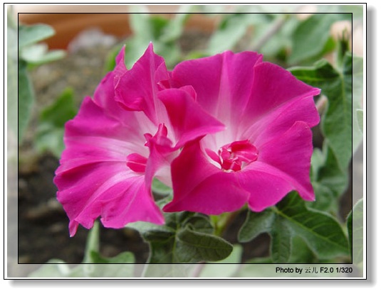 ţ���ܡ���ǣţ�ࣨ�������ͼ��