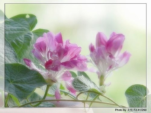 ţ���ܡ���ǣţ�ࣨ�������ͼ��