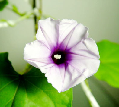 ţ���ܡ���ǣţ�ࣨ�������ͼ��