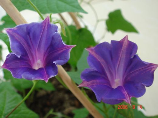 ţ���ܡ���ǣţ�ࣨ�������ͼ��