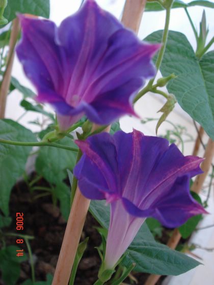 ţ���ܡ���ǣţ�ࣨ�������ͼ��