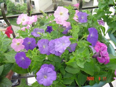 ţ����~~��ţ��(�������ͼ)