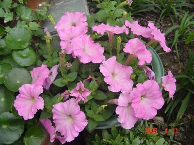 ţ����~~��ţ��(�������ͼ)