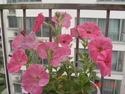 ţ����~~��ţ��(�������ͼ)