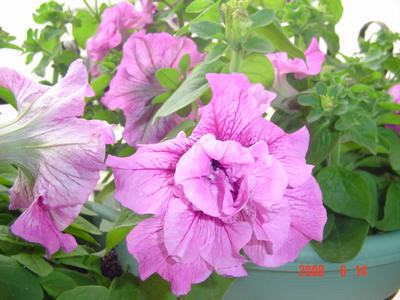 ţ���ܡ�����ţ�ࣨ�������ͼ��