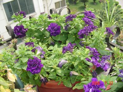 ţ���ܡ�����ţ�ࣨ�������ͼ��