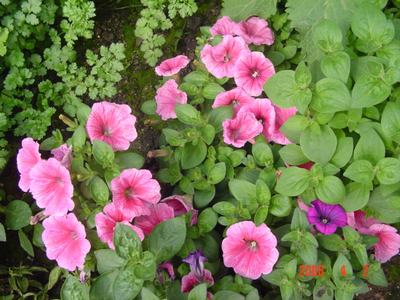 ţ����~~��ţ��(�������ͼ)