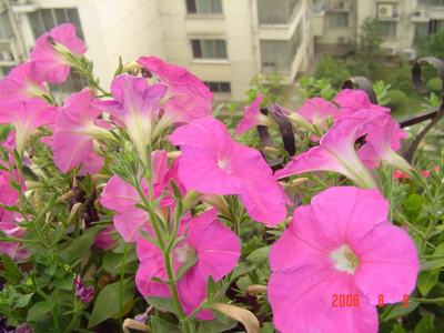 ţ����~~��ţ��(�������ͼ)