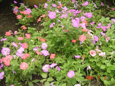 ţ����~~��ţ��(�������ͼ)