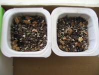 ���ֵ��ֻ��ռ�(С������5��)