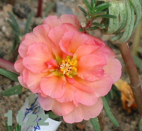 �ҵ�̫����