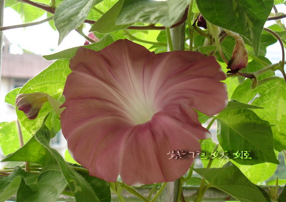 ��������ţ���������ֿ�����ɫP2