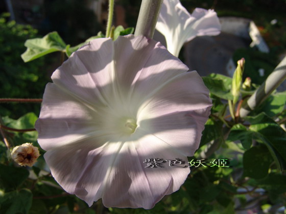 ��������ţ���������ֿ�����ɫP2