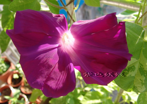 ��������ţ���������ֿ�����ɫP2