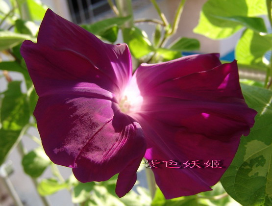 ��������ţ���������ֿ�����ɫP2