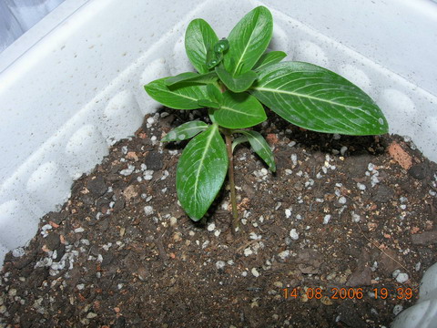 [ԭ��]���մ���ţţ�ɳ��ǣ����£�����Ƭ��