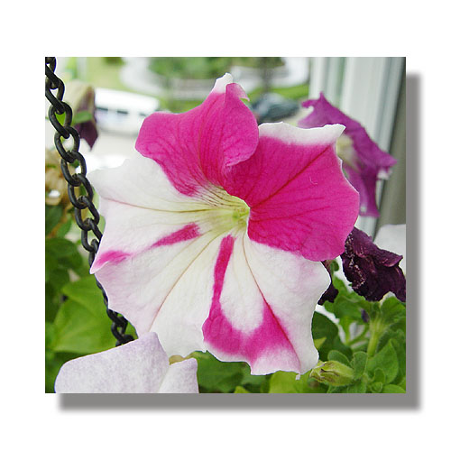 ţ����~~��ţ��(�������ͼ)