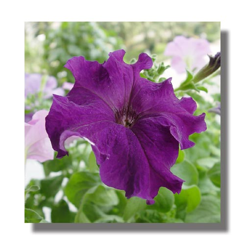 ţ����~~��ţ��(�������ͼ)