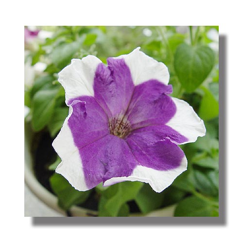 ţ����~~��ţ��(�������ͼ)