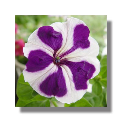 ţ����~~��ţ��(�������ͼ)