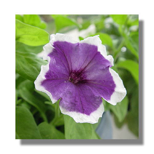 ţ����~~��ţ��(�������ͼ)