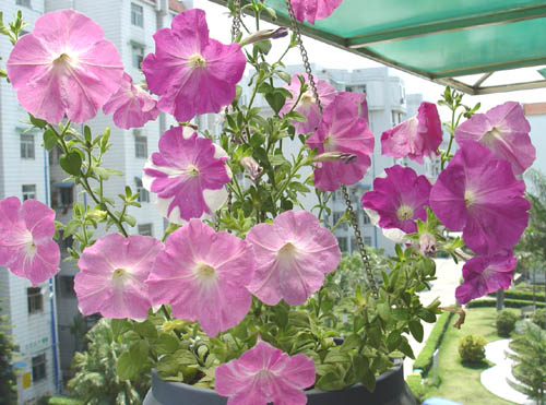 ţ����~~��ţ��(�������ͼ)