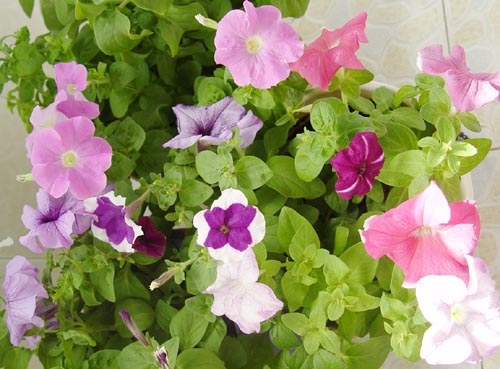 ţ����~~��ţ��(�������ͼ)