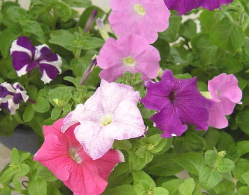 ţ����~~��ţ��(�������ͼ)