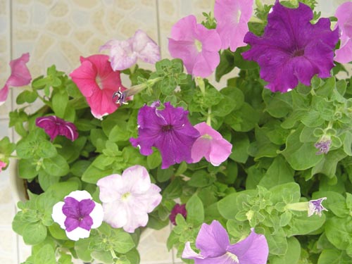 ţ����~~��ţ��(�������ͼ)