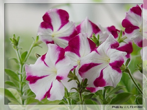 ţ����~~��ţ��(�������ͼ)