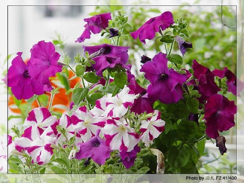 ţ����~~��ţ��(�������ͼ)