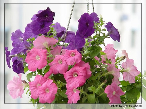 ţ����~~��ţ��(�������ͼ)