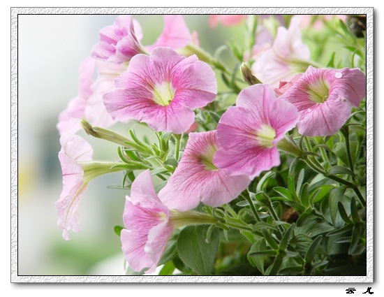 ţ����~~��ţ��(�������ͼ)