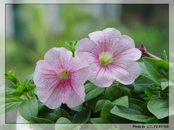 ţ����~~��ţ��(�������ͼ)