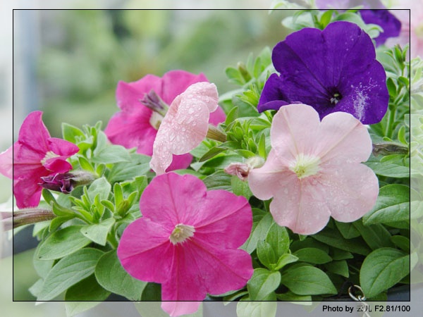 ţ����~~��ţ��(�������ͼ)