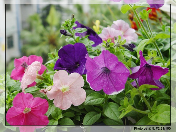 ţ����~~��ţ��(�������ͼ)