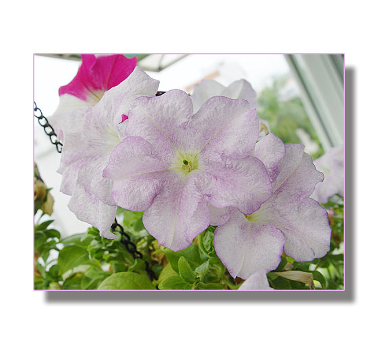 ţ����~~��ţ��(�������ͼ)