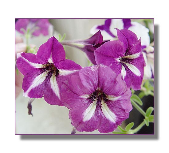 ţ����~~��ţ��(�������ͼ)