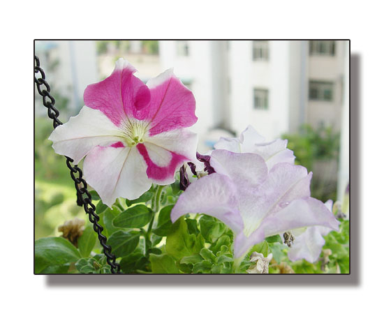 ţ����~~��ţ��(�������ͼ)