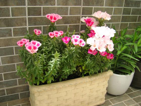 ��ʳ���������û�������(δ�����)