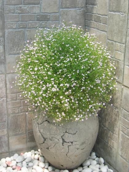 ��ʳ���������û�������(δ�����)