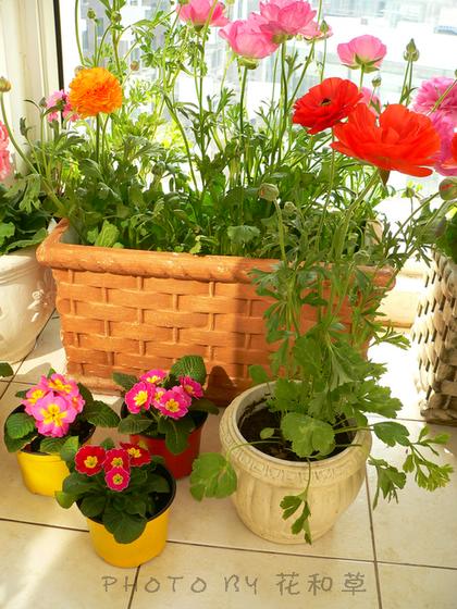 ��ʳ���������û�������(δ�����)